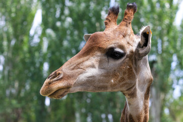 A giraffe stands in the Almaty Zoo in the city of Almaty.