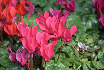 Close-up of red Cyclamen flowers blooming in the garden with natural light. The ornamental plants for decorating in the garden.