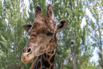 A giraffe stands in the Almaty Zoo in the city of Almaty.
