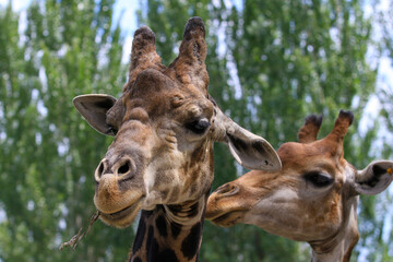A giraffe stands in the Almaty Zoo in the city of Almaty.