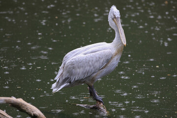 A pelican sits next to a pond during intense heat in the Almaty Zoo in Almaty.