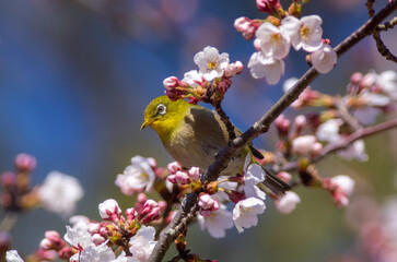 花が咲いた桜の木にとまる野鳥、メジロ