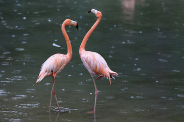 Flamingos stand in a pond during intense heat at the Almaty Zoo in Almaty.