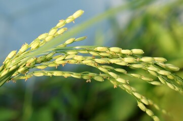 Obraz premium Rice plant: The slender stalks sway gently in the breeze, bearing clusters of golden grains that shimmer in the sunlight, promising sustenance and prosperity