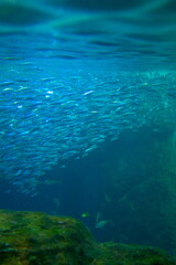 Fototapeta na wymiar 日本の神奈川県、江ノ島の水族館の魚