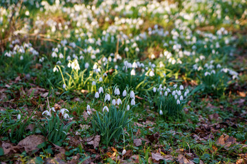 Fototapeta premium Snowdrop or common snowdrop, Galanthus nivalis flowers. Snowdrops after the snow has melted. In the forest in the wild in spring snowdrops bloom.