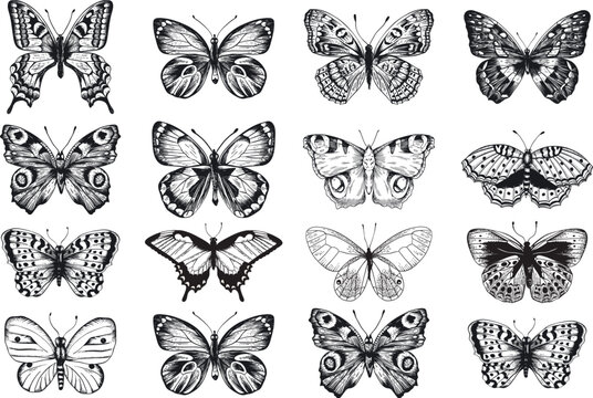 Butterfly silhouettes collection, vector illustration isolated on white background