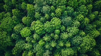 Foto op Canvas Top view from above Earth in a lush forest, Earth in your hands, Preserve Earth, Forest texture as seen from above, ecology, and a healthy atmosphere. © Sawitree88