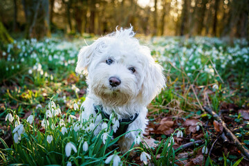 Fluffy Dog runs among flowers, little maltese puppy in forest with snowdrops