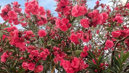 Cluster of red and pink oleander flowers