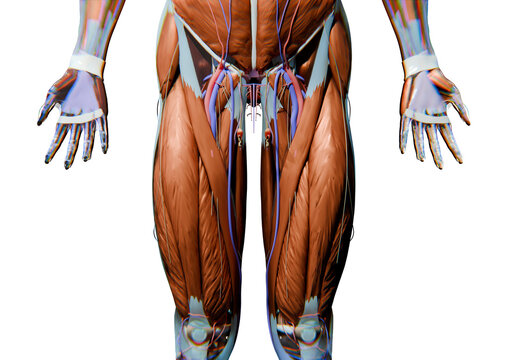 human anatomy