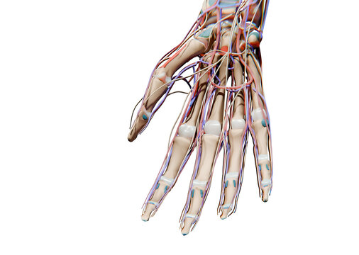 human anatomy
