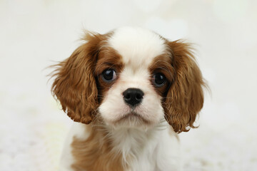 Cute cavalier King Charles spaniel puppy on light background