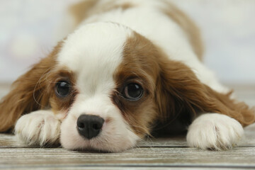 Cute cavalier King Charles spaniel puppy on light background