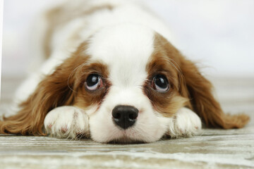 Cute cavalier King Charles spaniel puppy on light background
