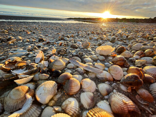 Sea shells on wet sand. Summer North sea in Zandvoort, the Netherlands - obrazy, fototapety, plakaty