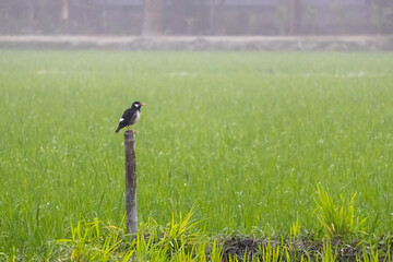 Indian pied myna (Gracupica contra) perched on a bamboo pole on paddy field. It is locally known as...