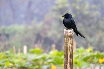 A black bird perched on a bamboo pole with blurred background. The black drongo (Dicrurus macrocercus) is also known as the king crow. 