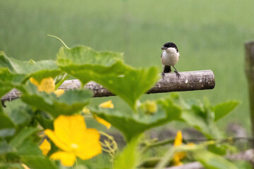 Long-tailed shrike or rufous-backed shrike (Lanius schach) bird is sitting in the loft of the gourd tree to hunt. Locally it is known as Lenja Latora, Kosai Pakhi, Baghtiki, Kumir Pakhi in Bangladesh.