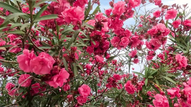 Pile of pink and yellow flowers in a oleander tree