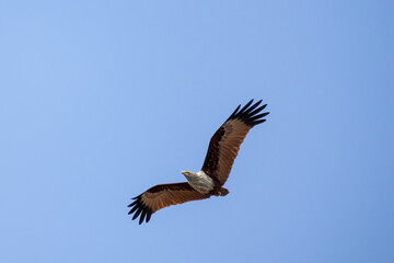 Brahminy kite (Haliastur indus) spreads its wings and flying at blue sky background. This bird is also known as the Red-backed Kite, Chestnut-white Kite, and Rufous Eagle.