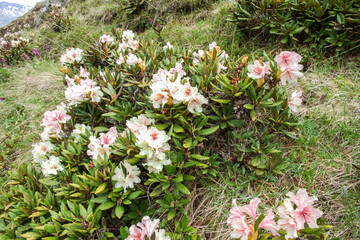Wild beautiful flowers in moutains backgorund © Juraj