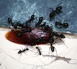 Asian bullet ants (Diacamma indicum) carrying a dead cockroach : (pix Sanjiv Shukla)
