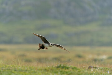 An adult arctic skua flying above it's territory, Northern Norway
