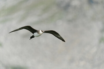 An adult arctic skua flying above it's territory, Northern Norway