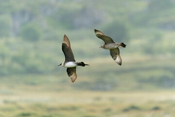 An adult and a juvenile arctic skua flying, Northern Norway