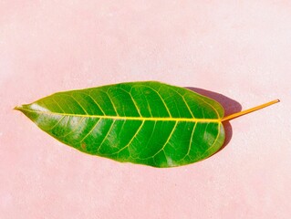 Green leaf of a tree plant simple flattened single leaf with veins apex, midvein, primary-vein,...