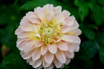 dahlia flower