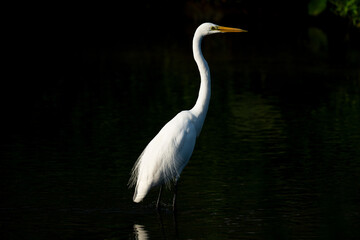 one white great egret standing in the water, dark background