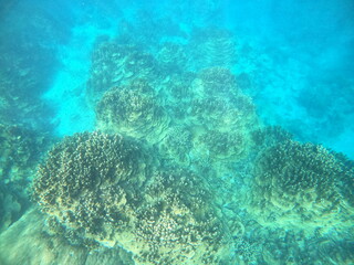 サンゴ群落、パラオハマサンゴ