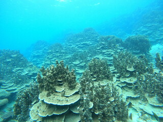 面白い形のサンゴ、パラオハマサンゴ