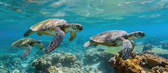 Obraz premium A couple of Hawaiian green turtles gracefully swim over a vibrant coral reef in their natural underwater habitat. The turtles move slowly and effortlessly through the crystal-clear waters, showcasing