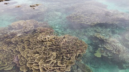 水面下に映るさんご礁