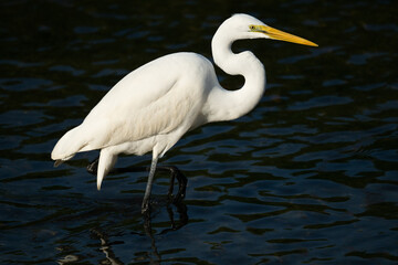 one white great egret standing in the water, dark background