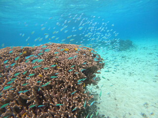 Fototapeta na wymiar サンゴと熱帯魚がいっぱい