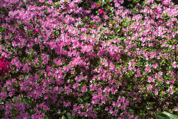 Flowering purple pink color rhododendrons in springtime or summer in botanical garden, vivid color rhododendrons on sunny day outdoors, floral background