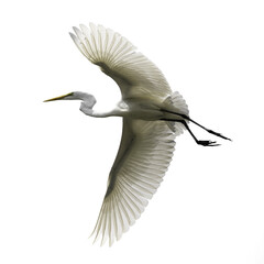 snowy egret in flight on transparent background