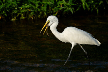 A great white egret catches a frog. 