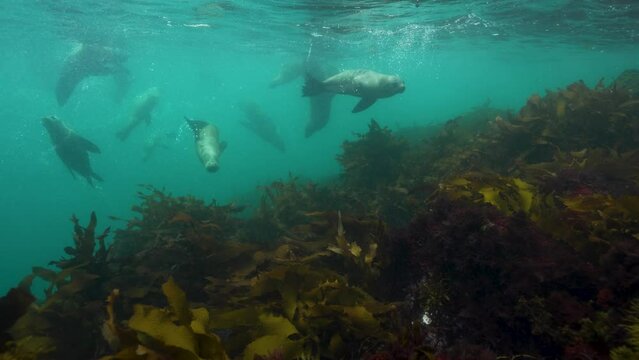 Seals and kelp underwater slow motion cinematic