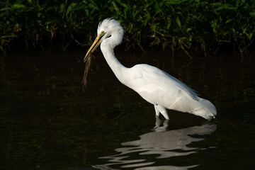 A great white egret catches a frog. 