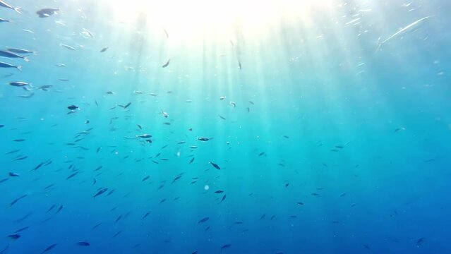 Underwater dive view POV group shoal of fish, sun rays reflex under the water