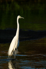 one white great egret standing in the water, dark background