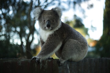Koala on a fence