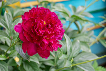 Dark red peony flower