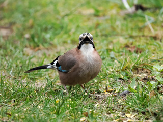 Eichelhäher (Garrulus glandarius)