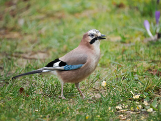 Eichelhäher (Garrulus glandarius)